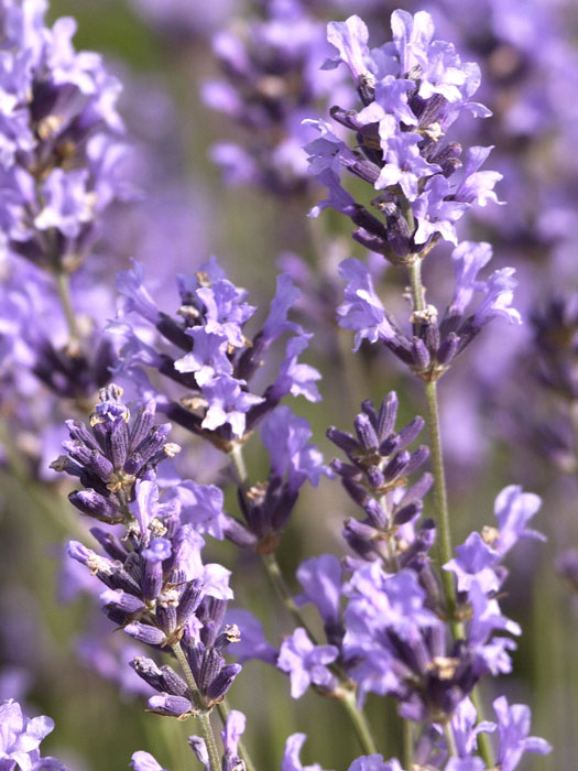 Echter Lavendel Blüte