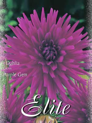 Kaktus-Dahlie 'Purple Gem', Dahlia (Art.Nr. 520080)