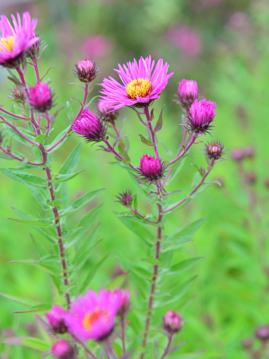 Aster novae-angliae 'Andenken an Paul Gerber', Raublatt-Aster