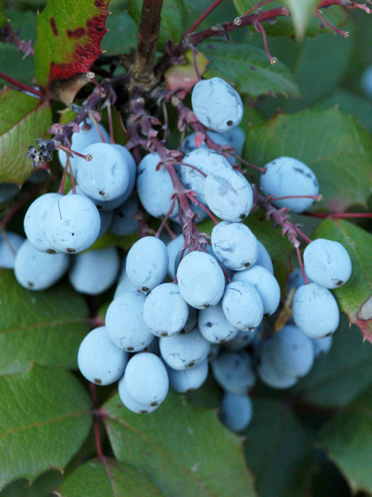 Fliederberberitze Beeren