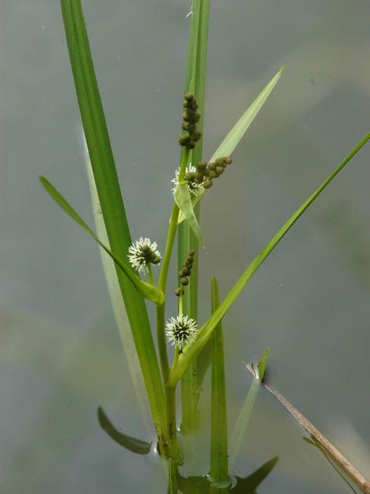 Sparganium erectum, Igelkolben