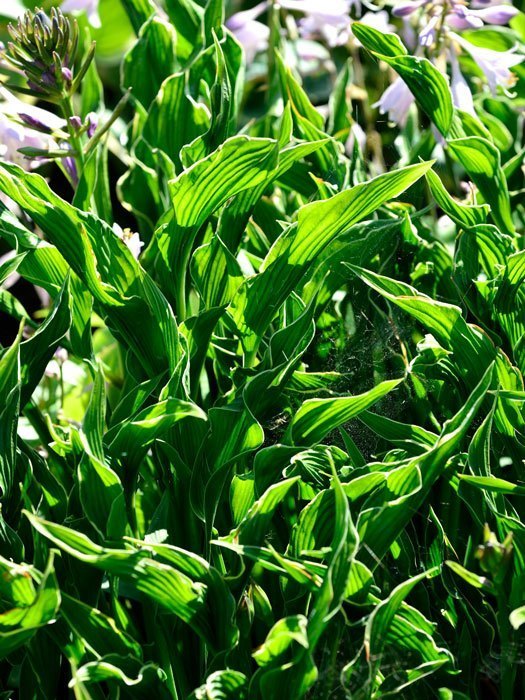 Hosta x fortunei 'Praying Hands', Garten-Funkie, schmalblättrige Funkie, Herzblatt-Lilie