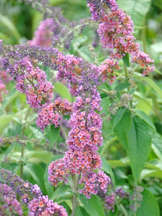 Der Sommerflieder 'Flower Power' während seiner Blüte