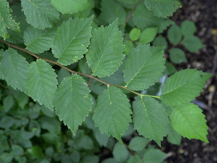 Ulmus carpinifolia, Feldulme