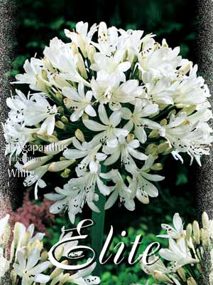 Schmucklilie 'White', Agapanthus umbellatum (Art.Nr. 520714)