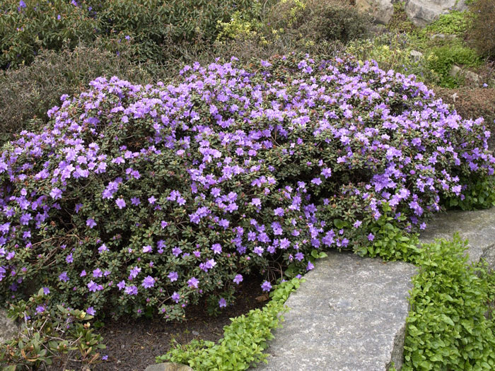 Rhododendron impeditum 'Ramapo'