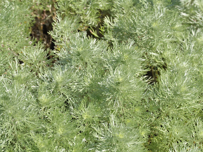 Artemisia schmidtiana 'Nana' (M), Zwerg-Silberraute, Polster-Silberraute