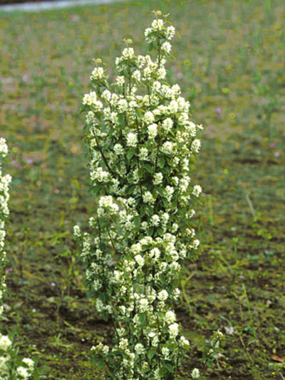 Schlanke Wuchsform der Säulen-Felsenbirne