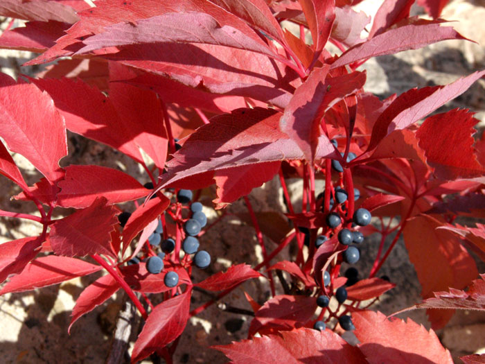 Blatt und Beeren des Wilden Weins im Herbst