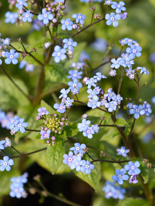 Brunnera macrophylla 'Looking Glass',  silberlaubiges Kaukasus-Vergissmeinnicht