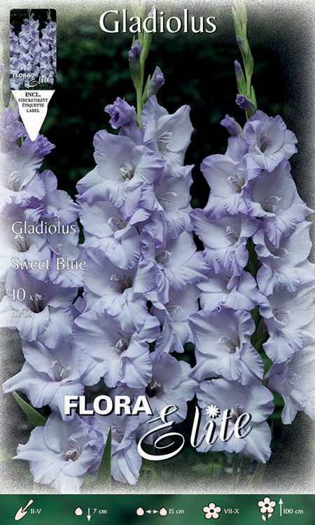 Gladiole 'Sweet Blue', Gladiolus (Art. Nr. 521312)