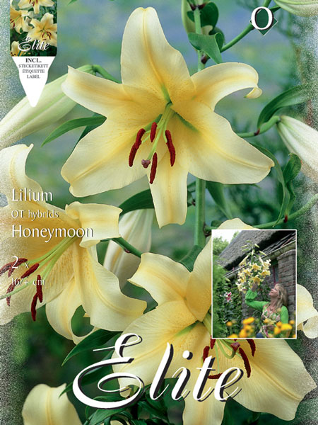 Baumlilien 'Honeymoon', Lilium (Art.Nr. 597152)