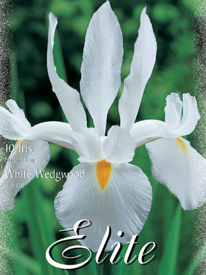 Holländische Iris 'White Wedgwood', Iris hollandica (Art.Nr. 596912)