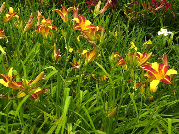 Hemerocallis x cultorum 'Frans Hals', Garten-Taglilie