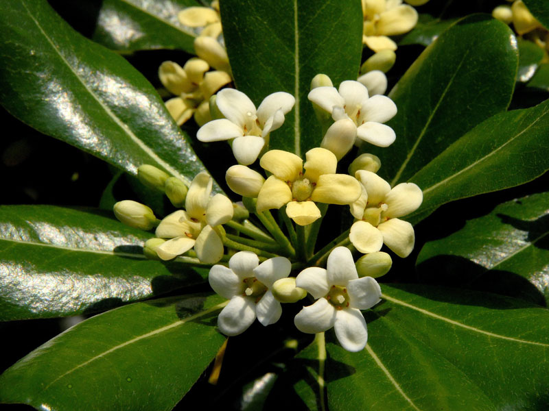 Pittosporum tobira, chinesische Klebsame