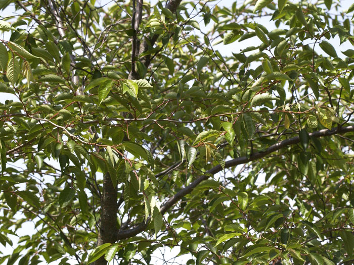 Prunus subhirtella 'Accolade', Frühe Zierkirsche - Hochstamm