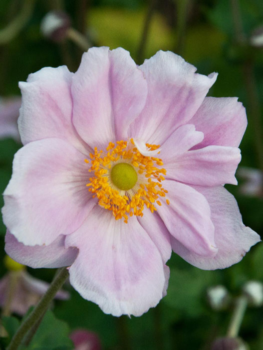 Einzelblüte der Herbstanemone 'Königin Charlotte'