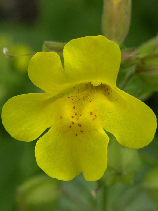 Mimulus luteus, Gelbe Gauklerblume