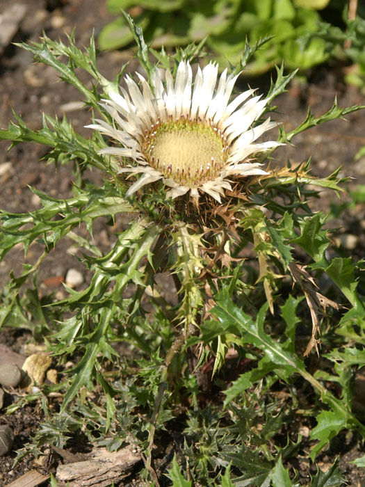 Carlina acaulis ssp. simplex (M), Silberdistel