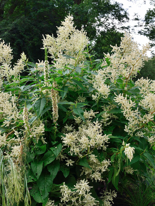 Persicaria x cultorum 'Johanniswolke', Staudenknöterich, Alpenknöterich