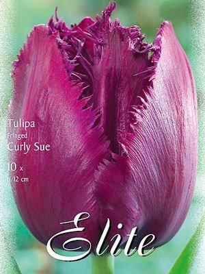 Gefranste Tulpe 'Curly Sue' (Art.Nr. 595515)