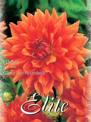 Schmuck-Dahlie 'Nordwijk`s Glorie', Dahlia (Art.Nr. 520176)