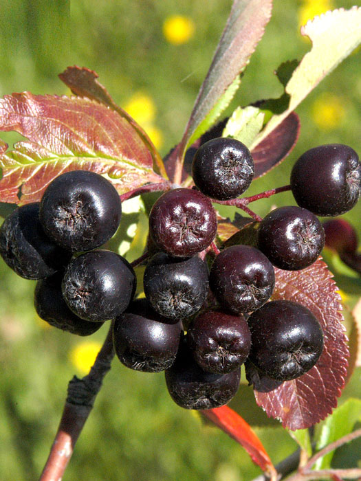 Frucht der Aronia 'Viking'