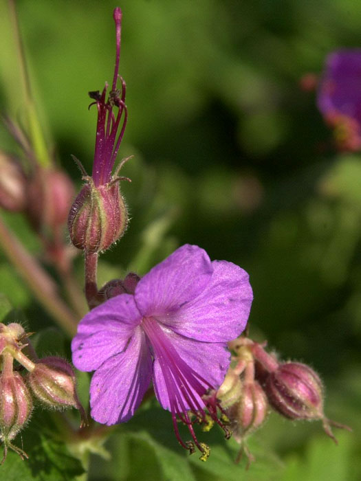 Blüte des Balkan-Storchschnabels 'Ingwersen'