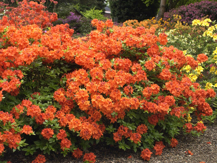 Rhododendron luteum 'Gibraltar', sommergrüne japanische Gartenazalee