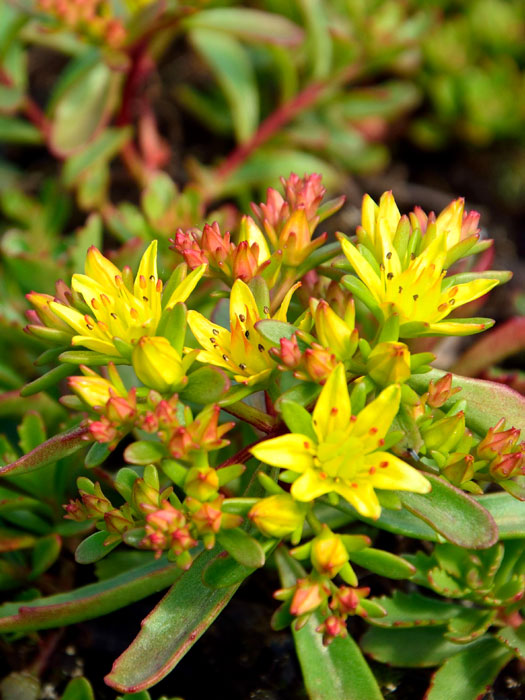 Sedum floriferum 'Weihenstephaner Gold', Gelbe Fetthenne, Gold-Mauerpfeffer, Fettblatt, Steinbrech