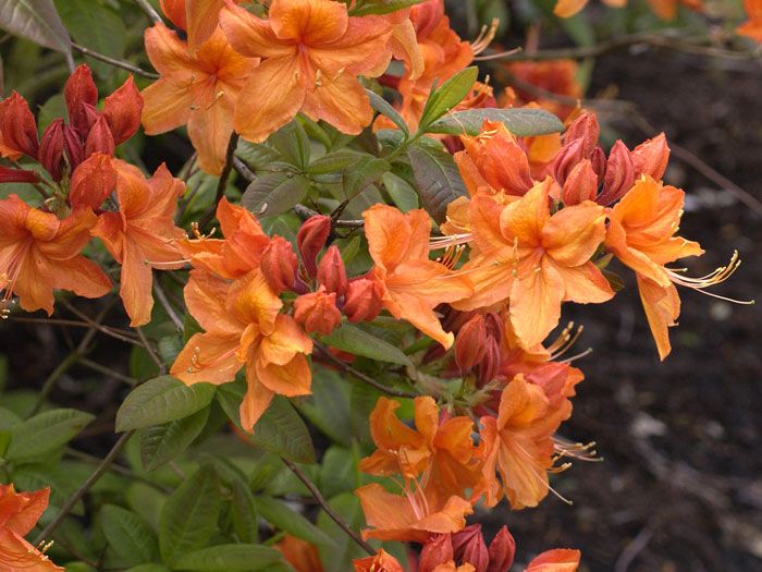 Rhododendron luteum 'Rumba', sommergrüne japanische Gartenazalee