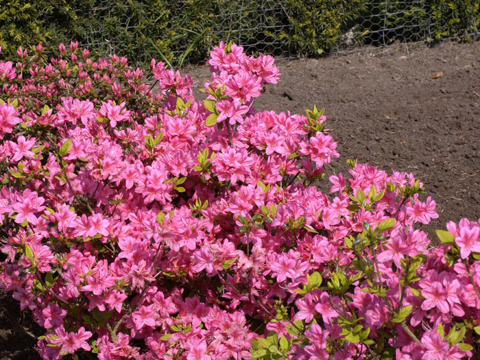 Rhododendron obtusum 'Rosalind', wintergrüne japanische Gartenazalee