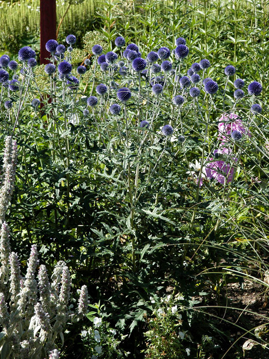 Echinops ritro 'Veitchs Blue', Kugeldistel, ruthenische Kugeldistel