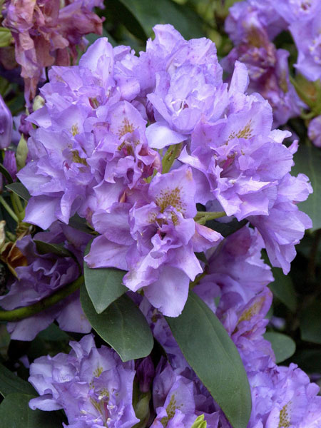 Rhododendron 'Fastuosum Flore Pleno'