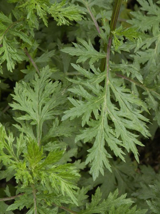 Beifuß, Artemisia vulgaris