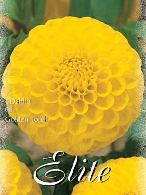 Ball-Dahlie 'Golden Torch', Dahlia (Art.Nr. 520484)