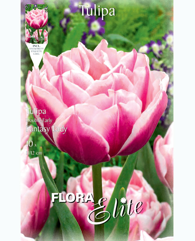 Gefüllte frühe Tulpe 'Fantasy Lady' (Art.Nr. 5951545)