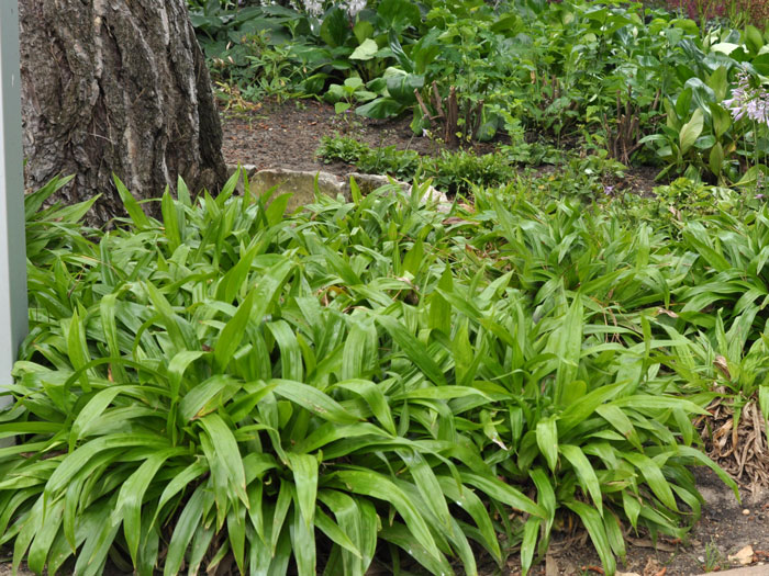 Carex plantaginea, Immergrüne Breitblatt-Segge