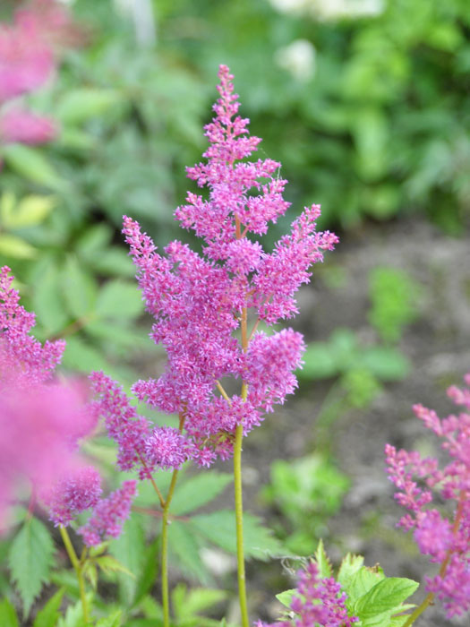 Blüte der frühen Prachtspiere 'Mainz'