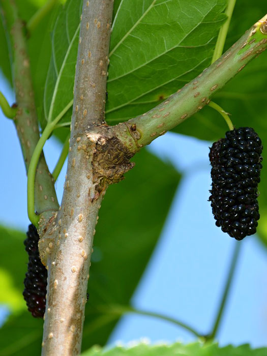 Morus nigra, schwarze Maulbeer