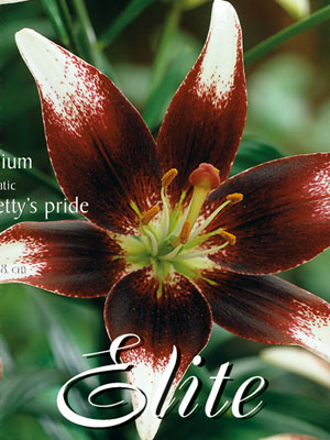 Asiatische Lilien-Hybride 'Netty's Pride', Lilium (Art.Nr. 5216631)