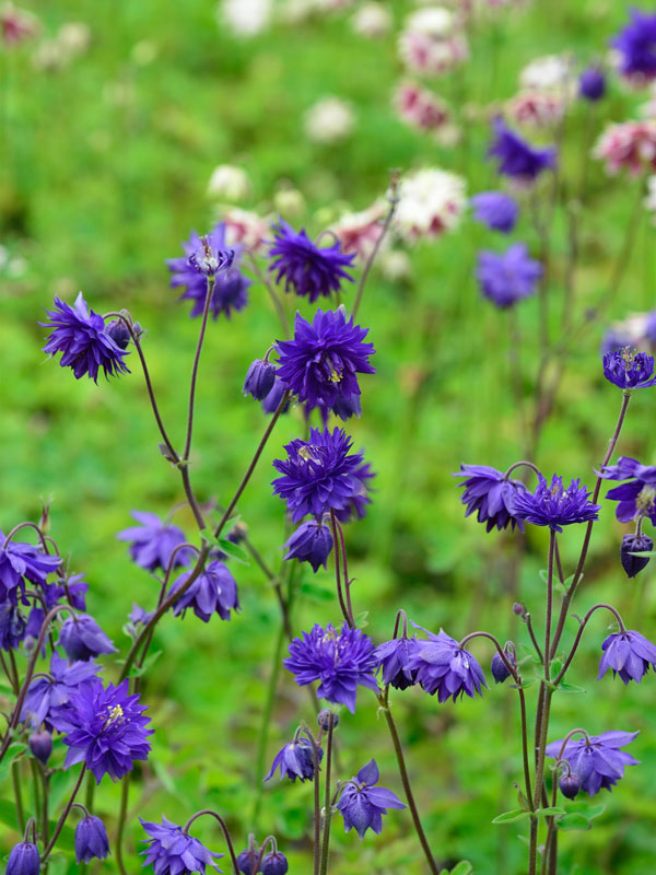 Aquilegia x cultorum 'Blue Barlow', Gefüllte Akelei