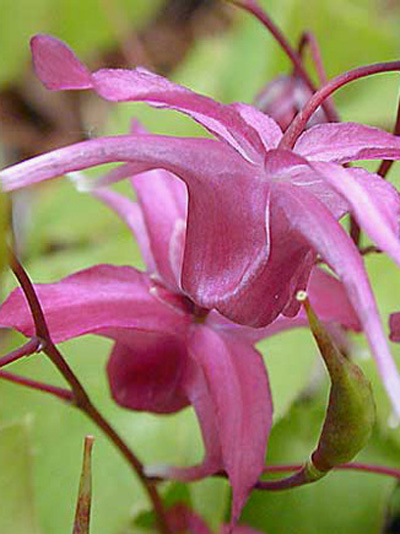 Blüte der Elfenblume 'Rose Queen'