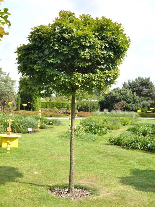 Quercus palustris 'Green Dwarf', Kugel-Sumpfeiche - Hochstamm