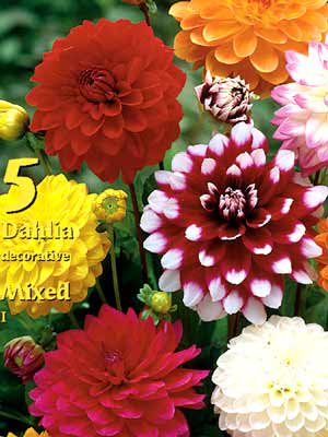 Beet-Dahlien-Prachtmischung, Dahlia (Art.Nr. 522300)