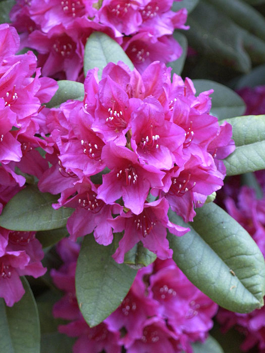 Rhododendron 'Dr. H. C. Dresselhuys' INKARHO®