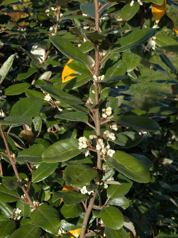 Elaeagnus ebbingei, Wintergrüne Ölweide