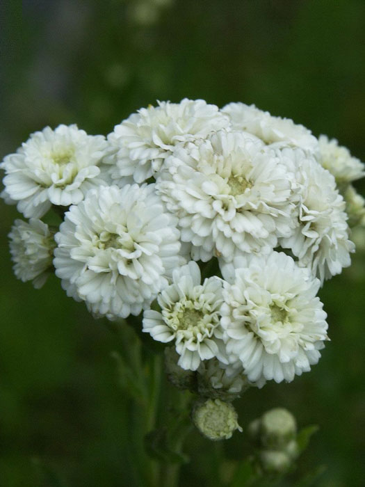 Achillea ptarmica 'The Pearl' (Syn.'Schneeball', 'die Perle'), Sumpfschafgarbe, gefüllte Bertramsgarbe