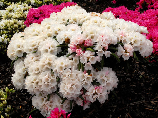 Rhododendron 'Koichiro Wada'