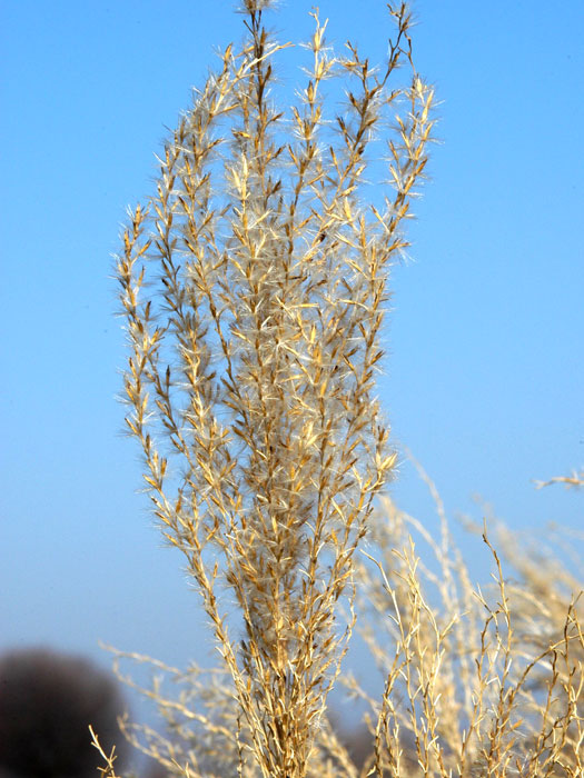 Miscanthus sinensis 'Silberfeder', China-Schilf